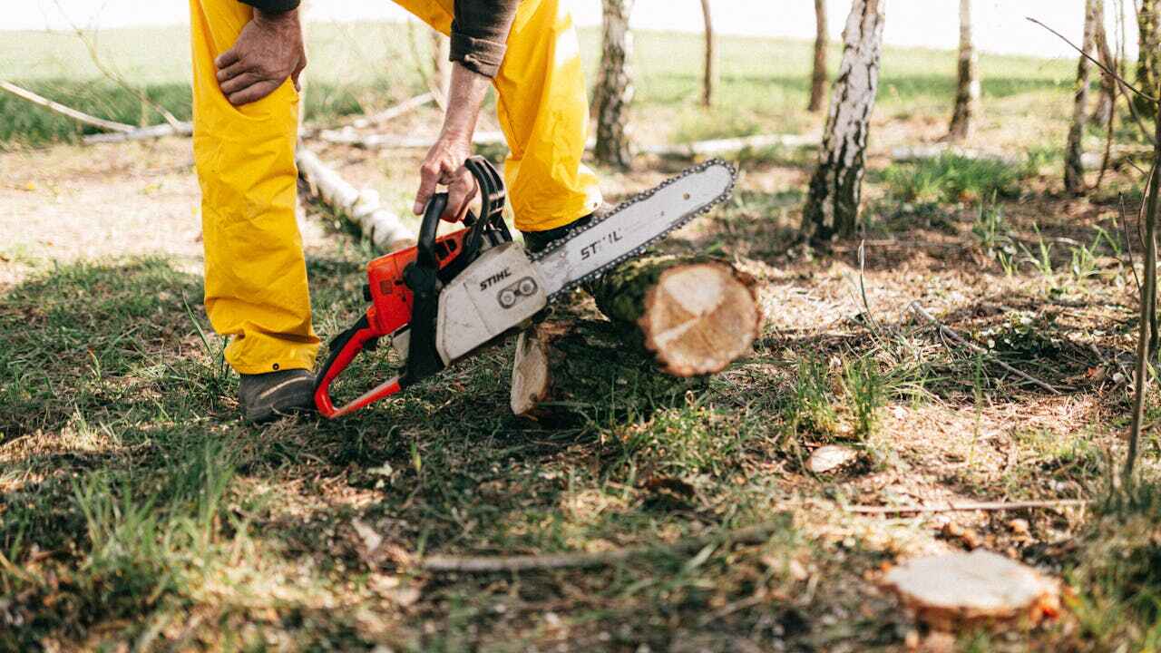 Best Tree Branch Trimming  in Chicago, IL